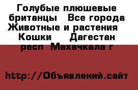 Голубые плюшевые британцы - Все города Животные и растения » Кошки   . Дагестан респ.,Махачкала г.